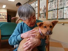 セラピードッグのペコを飼っています