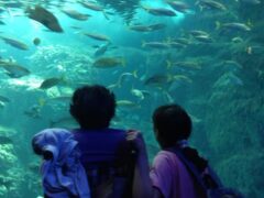 水族館へおでかけ