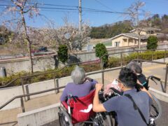 園庭より、さくら見物