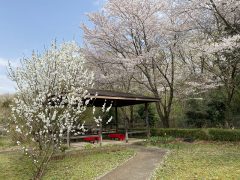 野点でお花見♪