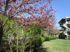 八重桜が満開なお庭です。