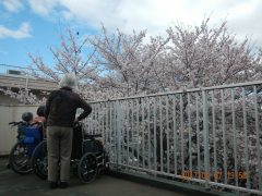 春には園全体を桜が包みます。