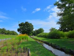 多摩川　中央公園