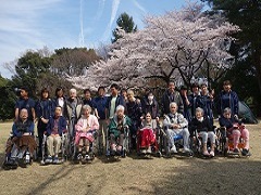 春の桜花見ハイク（所沢航空公園）