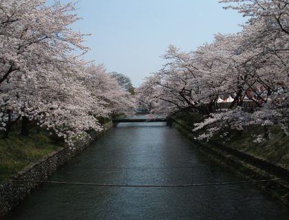 玉川上水の桜