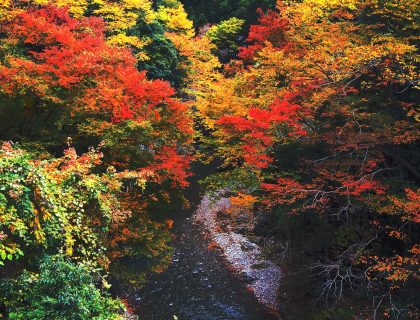 秋川渓谷の紅葉