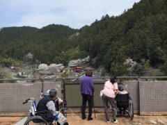 施設の屋上で野生の桜を鑑賞
